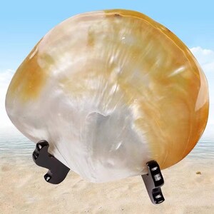 Puede incluir: Una gran concha de mar blanca y dorada iridiscente con un soporte de madera negro. La concha tiene una superficie lisa y nacarada.