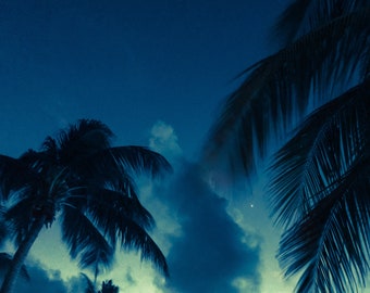 Palm trees against blue night sky