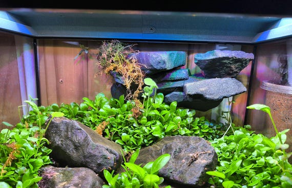 3D Printed Reptile Terrarium Background Stone Hide Kit