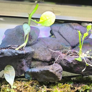 May include: A terrarium featuring three plants flourishing in black rocks. The plants have green leaves and are thriving in a glass container. The rocks are arranged to create a natural-looking landscape.