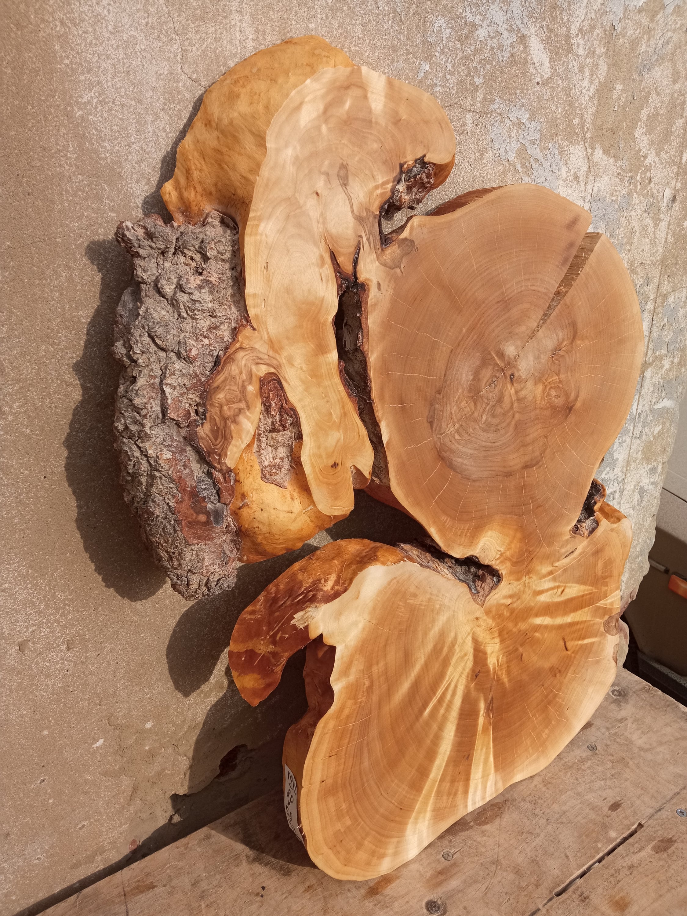 Birch burl woodBig birch slab cap Birch wood birch capa | Etsy
