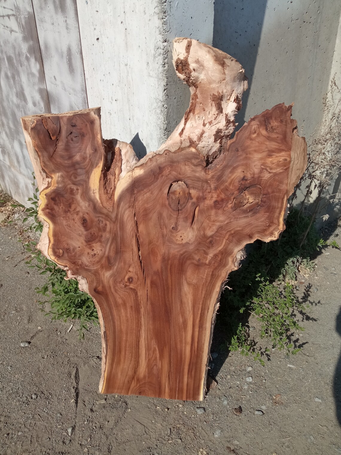 Burl slab elm burl wood slab table top Living edge wood Etsy