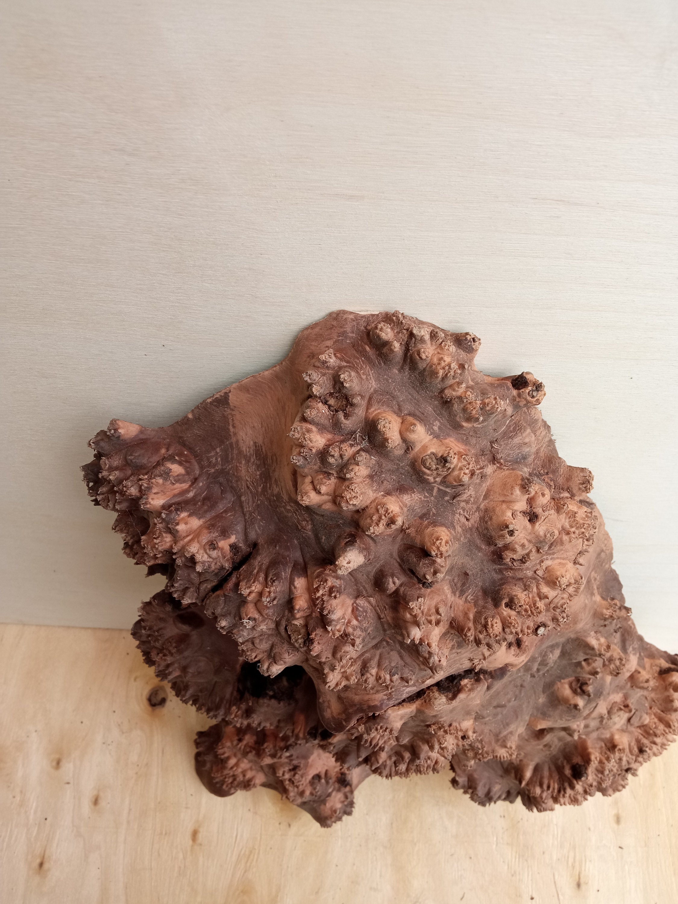 Birch burl woodBig birch slab cap Birch wood birch capa | Etsy