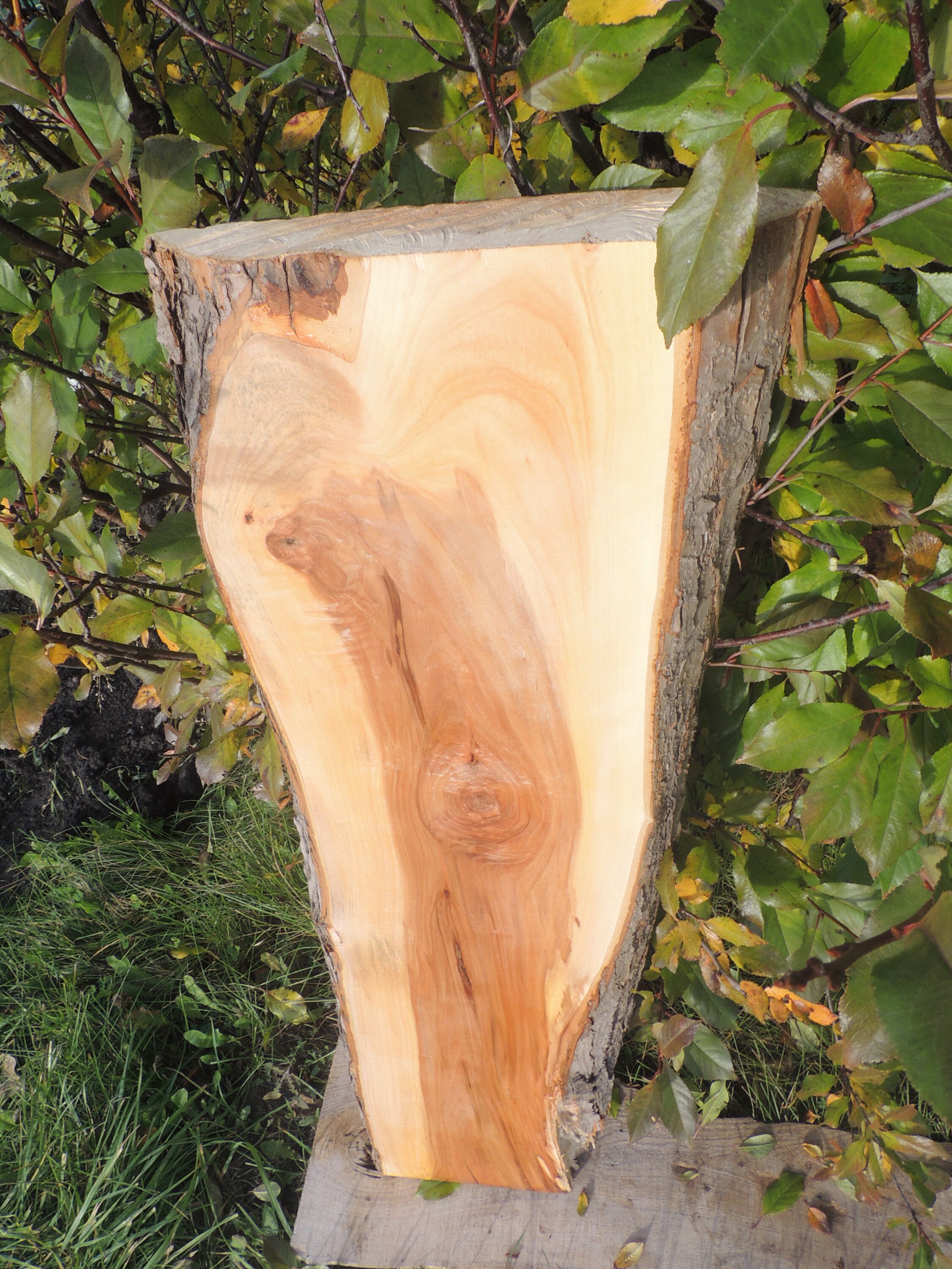 Slab Apple wood Apple slab Wood slab Table slab Etsy