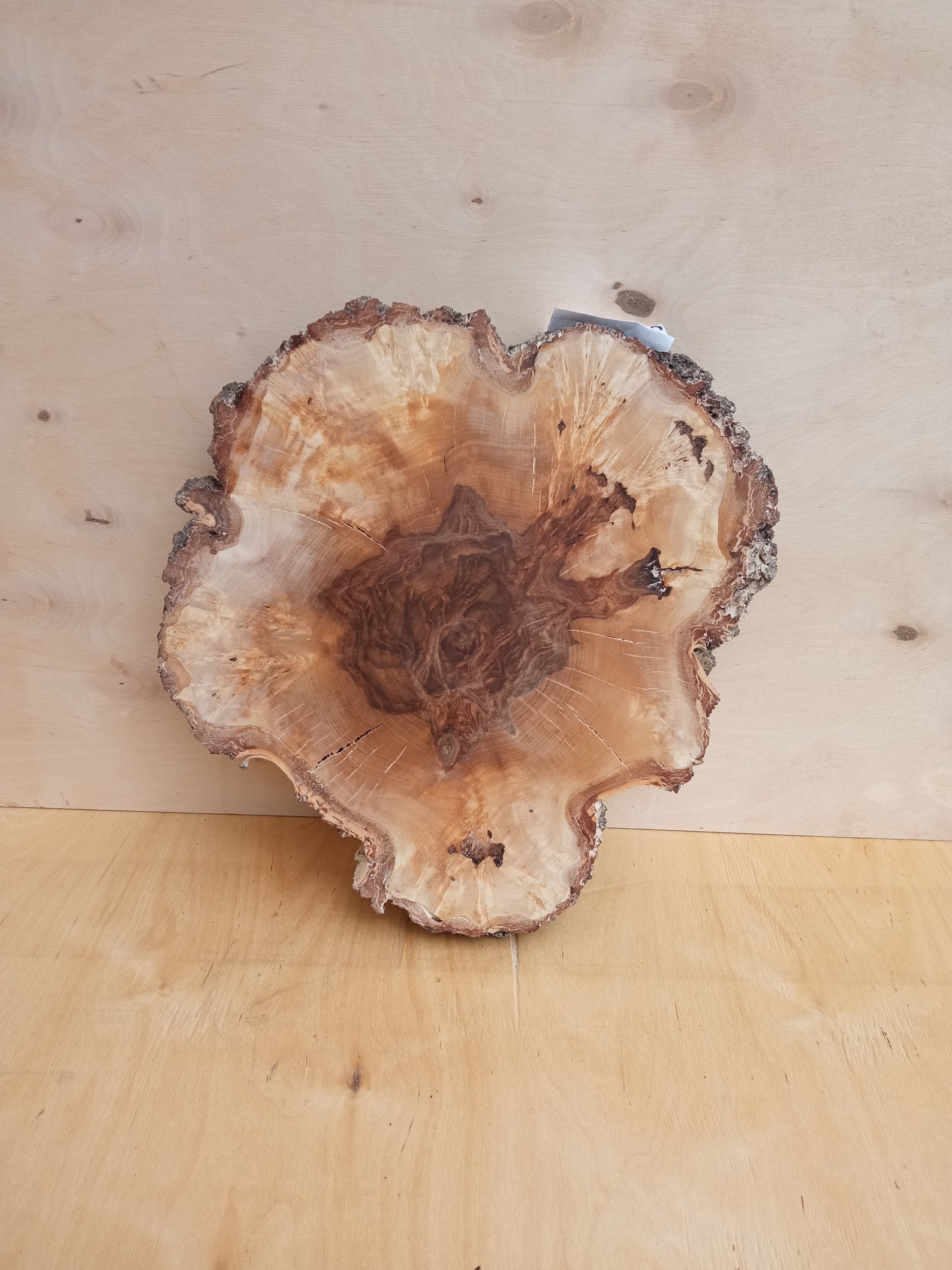 Birch burl woodBig birch slab cap Birch wood birch capa | Etsy