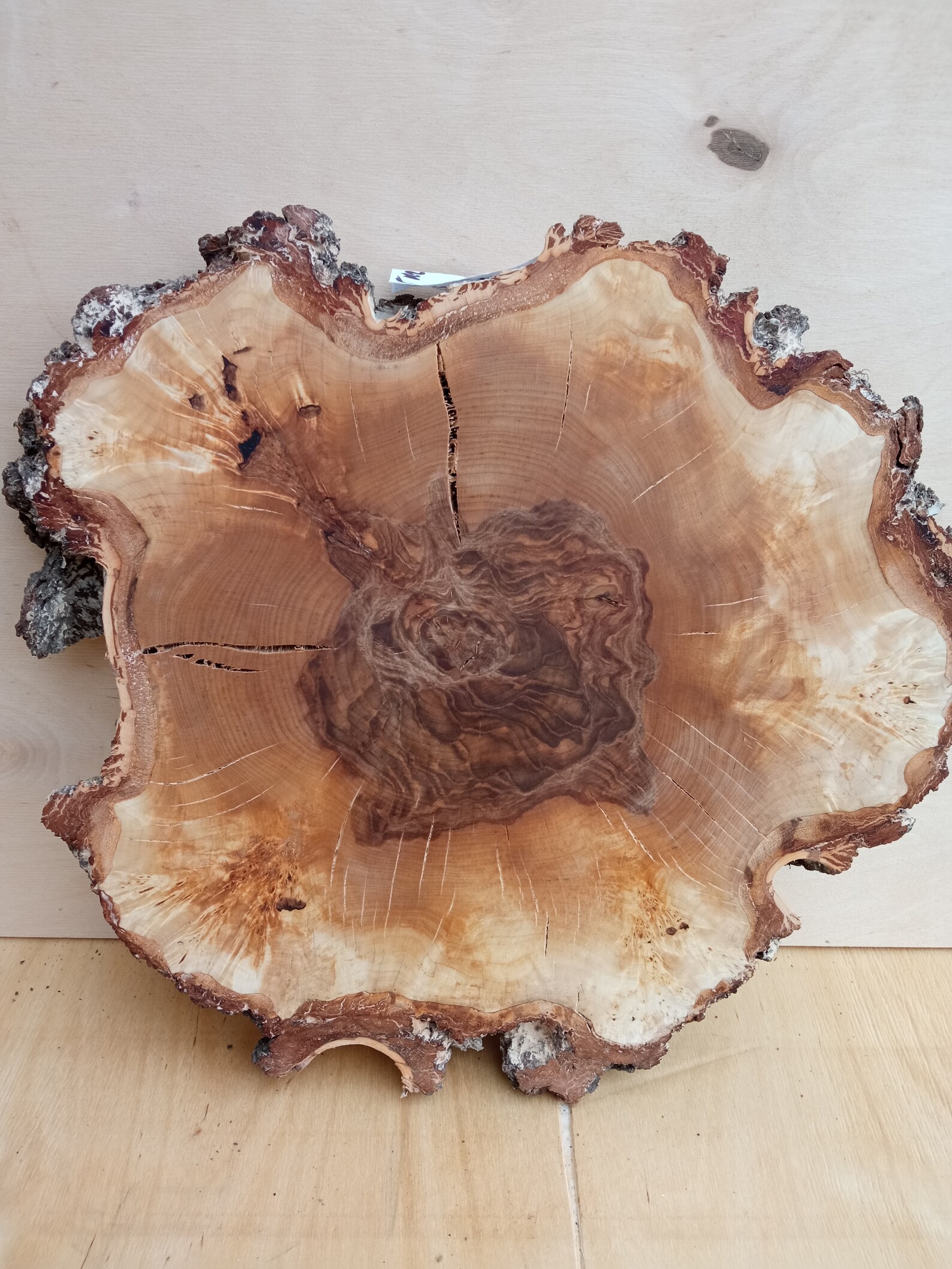 Birch burl woodBig birch slab cap Birch wood birch capa | Etsy