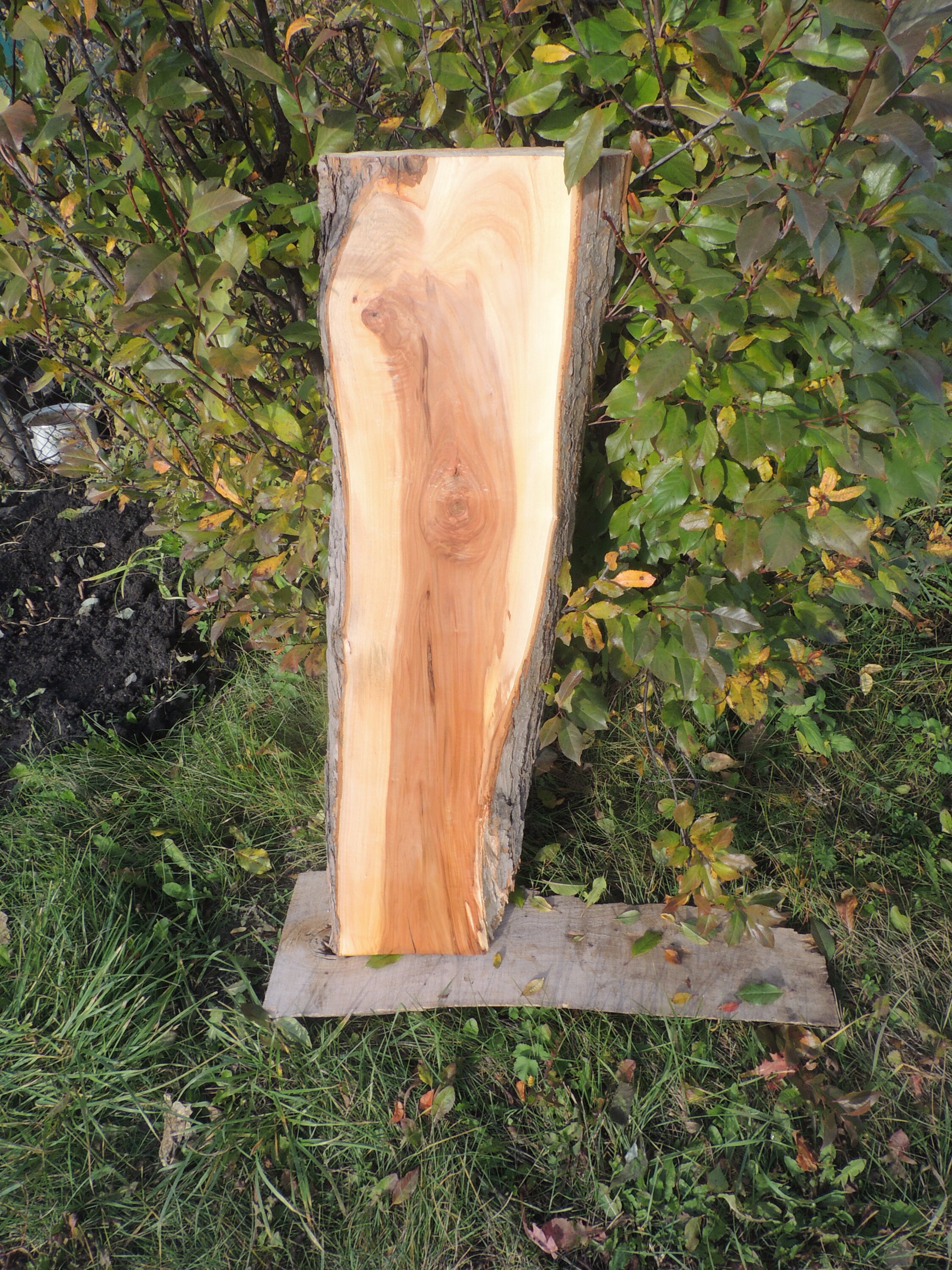 Slab Apple wood Apple slab Wood slab Table slab Etsy