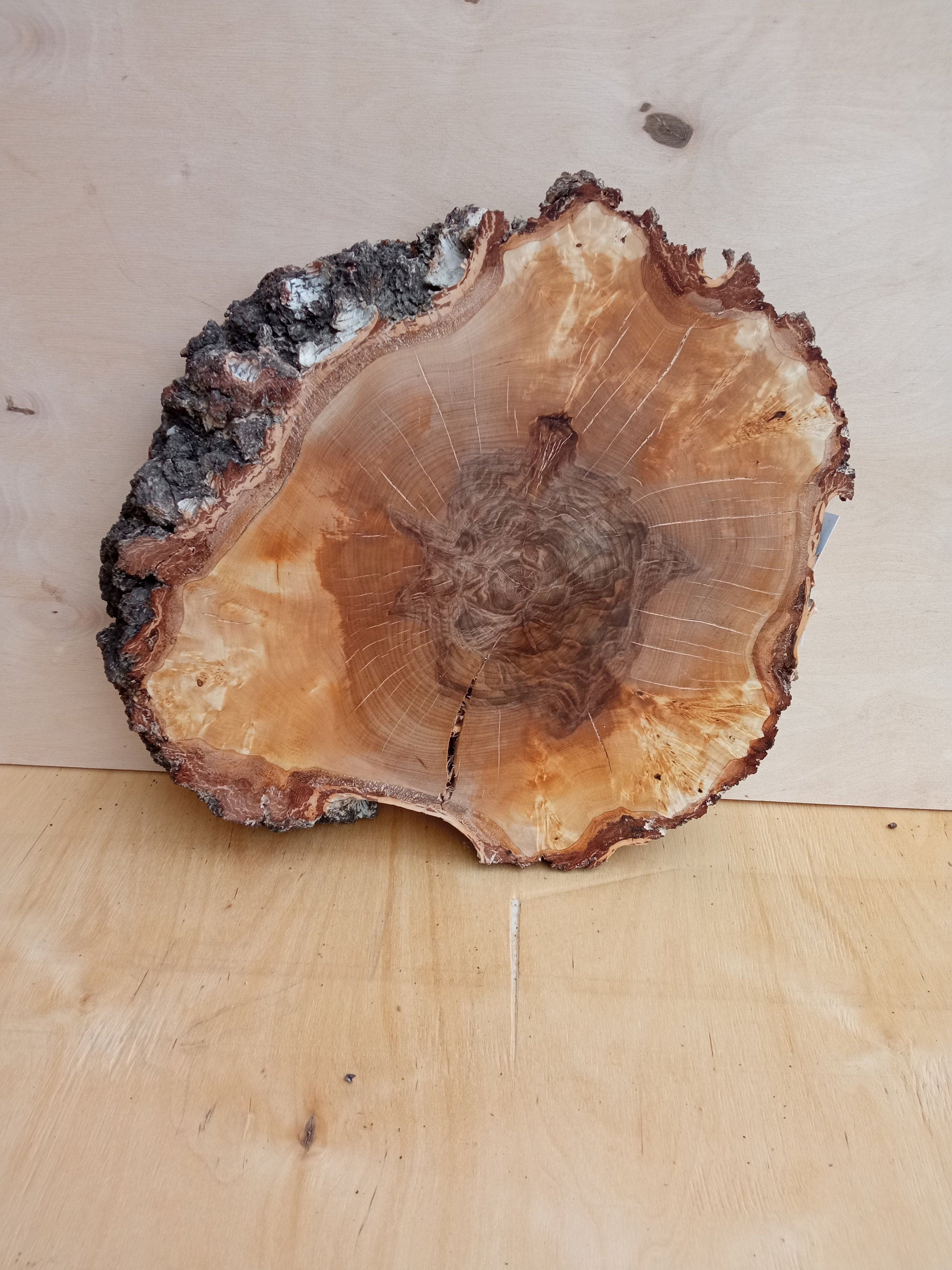 Birch burl woodBig birch slab cap Birch wood birch capa | Etsy