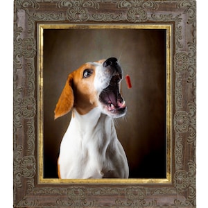 May include: A brown and white beagle dog with its mouth open, looking up at a red treat. The dog is in a brown ornate picture frame.