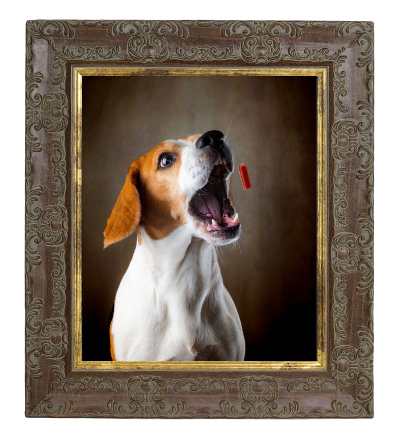 May include: A brown and white beagle dog with its mouth open, looking up at a red treat. The dog is in a brown ornate picture frame.