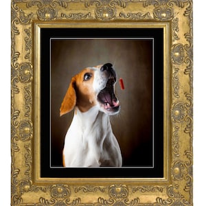 May include: A beagle dog with brown and white fur is looking up with its mouth open, as if catching a treat. The dog is in a brown and black frame.