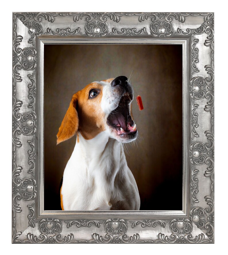 May include: A beagle dog with brown and white fur is looking up with its mouth open, as if catching a treat. The dog is in a silver ornate frame.
