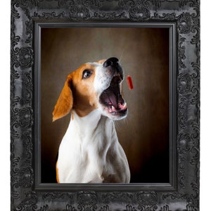 May include: A beagle dog with brown and white fur is looking up with its mouth open, as if catching a treat. The dog is in a black ornate frame.
