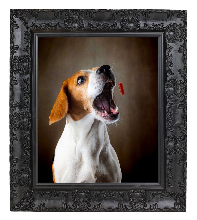 May include: A beagle dog with brown and white fur is looking up with its mouth open, as if catching a treat. The dog is in a black ornate frame.