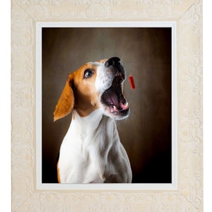 May include: A beagle dog with brown and white fur is looking up with its mouth open, as if catching a treat. The dog is in a white frame with an ornate design.
