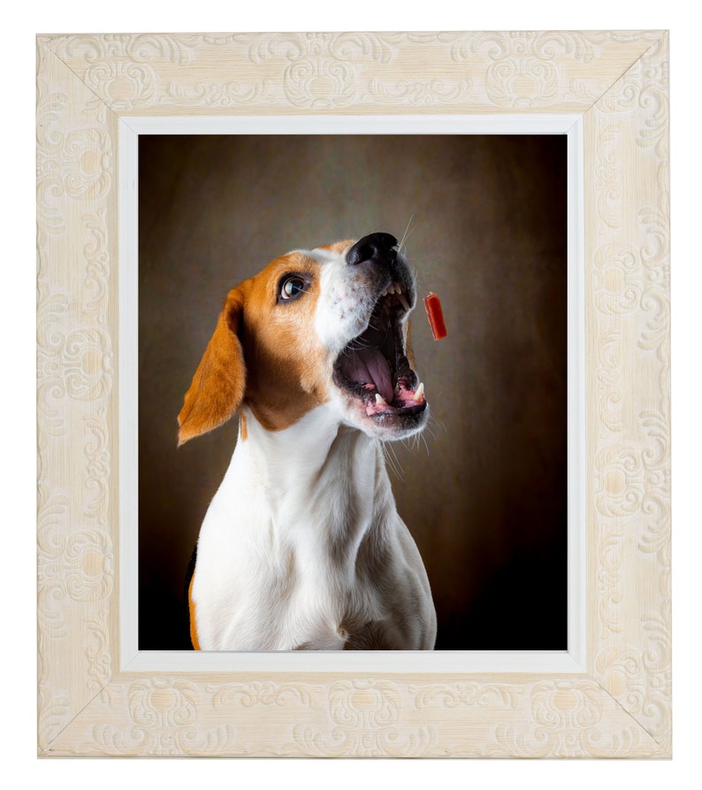 May include: A beagle dog with brown and white fur is looking up with its mouth open, as if catching a treat. The dog is in a white frame with an ornate design.
