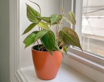 Philodendron Micans | 4" Diameter Plant | Live Houseplant | Multiple Options
