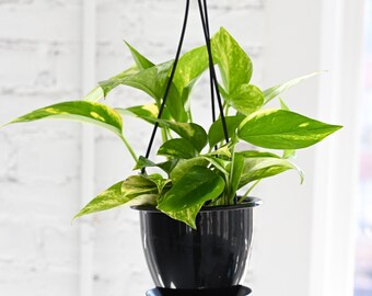 Golden Pothos | Hanging Pot | 4" Diameter Plant | Live Houseplant | Thorsen's Greenhouse