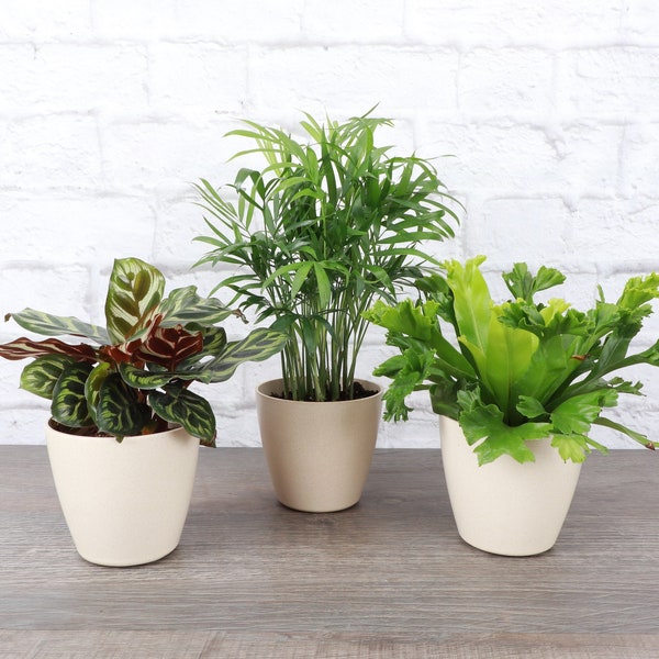 Pet Friendly Plant Set | 4" Diameter Plants | Live Houseplants | Thorsen's Greenhouse