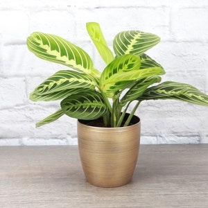 Lemon Lime Prayer Plant Classic Pot 4 Diameter Plant Pet Safe Live Houseplant Thorsen's Greenhouse Gold