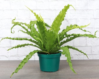 Variegated Birds Nest Fern asplenium Nidus Starter Plant (ALL STARTER  PLANTS Require You to Purchase 2 Plants!) - Etsy