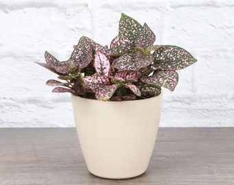 Pink Splash Plant | 4" Diameter Plant | Live Houseplant | Thorsen's Greenhouse