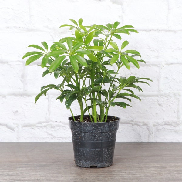 Arboricola Plant | 4" Diameter Plant | Live Houseplant | Multiple Options