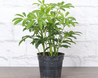 Arboricola Plant | 4" Diameter Plant | Live Houseplant | Multiple Options