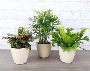 Pet Friendly Plant Set | 4" Diameter Plants | Live Houseplants | Thorsen's Greenhouse