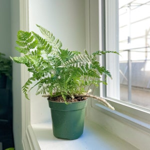 Rabbit's Foot Fern | 4" Diameter Plant | Live Houseplant | Thorsen's Greenhouse