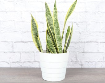 Snake Plant 'Laurentii' | Contemporary Pot | 6" Diameter Plant | Live Houseplant | Thorsen's Greenhouse