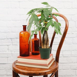 Money Tree Plant | 4&quot; Diameter Plant | Live Houseplant | Multiple Options