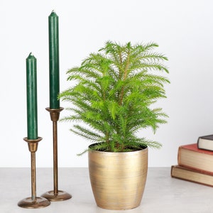 May include: A small potted evergreen plant with bright green foliage sits next to two tall, dark green candles in antique brass candle holders. The plant is in a gold-colored, textured pot. Two books are visible in the background.