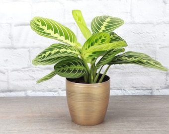 Lemon Lime Prayer Plant | Classic Pot | 4" Diameter Plant | Pet Safe | Live Houseplant | Thorsen's Greenhouse