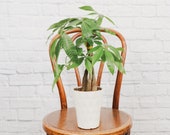 Money Tree Plant Modern Pot 4 quot Diameter Plant Live Houseplant Thorsen 39 s Greenhouse