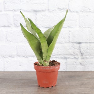 Moonshine Snake Plant | 4&quot; Diameter Plant | Live Houseplant | Thorsen&#39;s Greenhouse