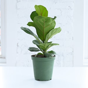 Fiddle Leaf Fig | 6&quot; Diameter Plant | Live Houseplant | Thorsen&#39;s Greenhouse