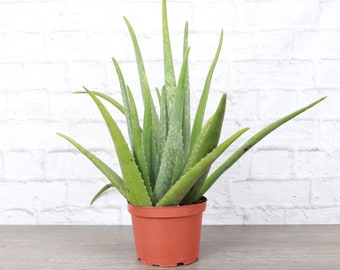 Aloe Vera Plant | 6" Diameter Plant | Live Houseplant | Thorsen's Greenhouse