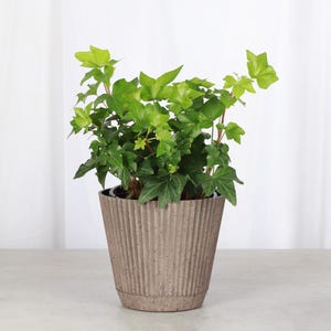 Green English Ivy | 4&quot; Diameter Plant | Live Houseplant | Multiple Options