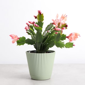 May include: A pink and green Christmas cactus in a light green pot with vertical ridges. The cactus is in bloom with several pink flowers.