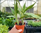 Lucky Bamboo - Dracaena Sanderiana 4 quot Diameter Plant Live Houseplant Thorsen 39 s Greenhouse