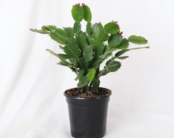 Holiday Cactus - Assorted Bloom Color | Thanksgiving Cactus | 4" Diameter Plant | Live Houseplant