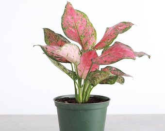 Ruby Red Aglaonema | 6" Diameter Plant | Live Houseplant