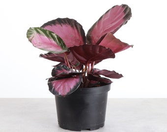 Calathea Pink Star | Pet Safe | 6" Diameter Plant | Live Houseplant