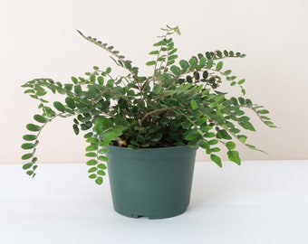 Button Fern | Pet Safe Plant | Live Houseplant | Thorsen's Greenhouse