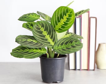 Lemon Lime Prayer Plant | 4" Diameter Plant | Pet Safe | Live Houseplant | Thorsen's Greenhouse