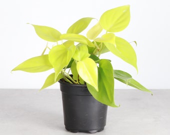 Lemon Lime Philodendron | 4" Diameter Plant | Live Houseplant | Thorsen's Greenhouse