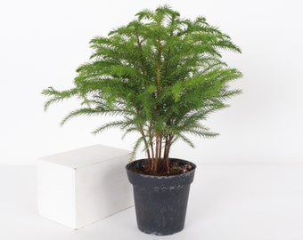 Norfolk Pine - Mini Christmas Tree | 4" Diameter Plant | Live Houseplant | Thorsen's Greenhouse