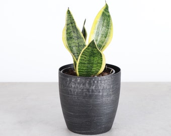 Snake Plant 'Laurentii' | Classic Pot | 4" Diameter Plant | Live Houseplant | Thorsen's Greenhouse