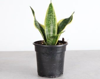 Snake Plant 'Laurentii' | 4" Diameter Plant | Live Houseplant | Thorsen's Greenhouse